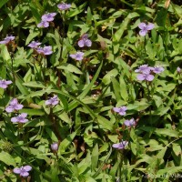 Murdannia spirata var. spirata (L.) G.Brückn.